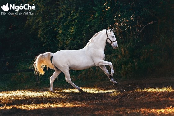 Nằm mơ thấy ngựa là điềm báo họa hay phúc?