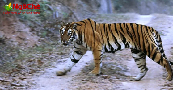 Nằm mơ thấy con hổ đuổi theo là điềm báo gì?